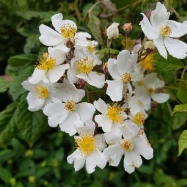 Rosa rugosa 'Alba'