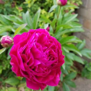 Paeonia