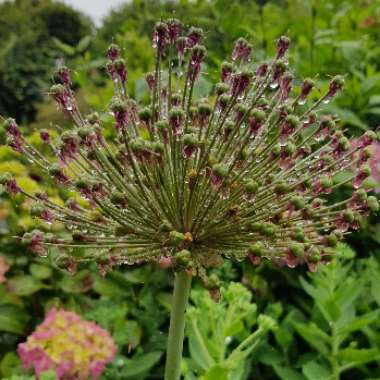 Allium 'Miami'