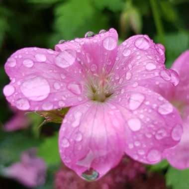 Geranium