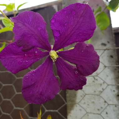 Clematis viticella 'Etoile Violette'