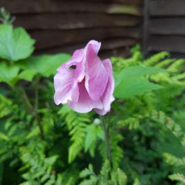 Anemone Hupehensis var. japonica 'Fantasy Cinderella'