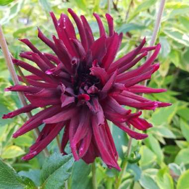 Dahlia 'Nuit d'ete'