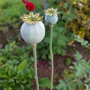 Papaver somniferum (Laciniatum Group) 'Lilac Time'