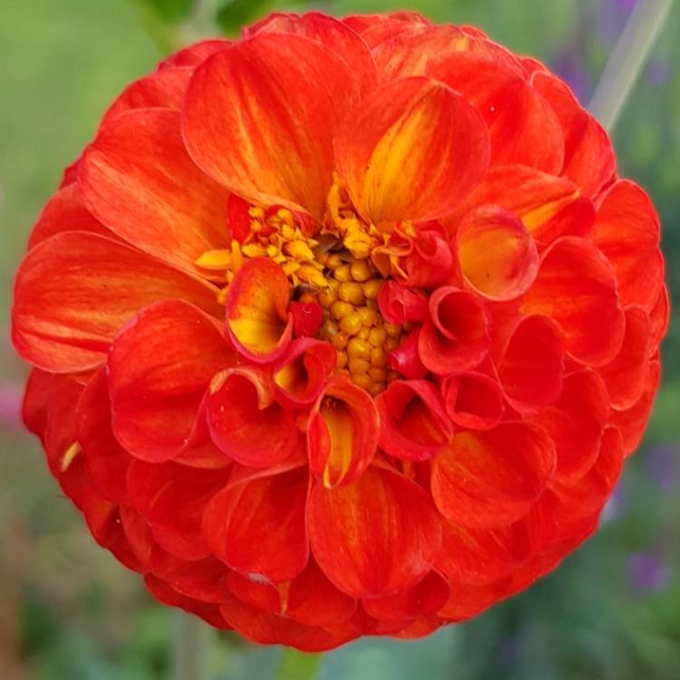 Plant image Dahlia 'Boom Boom Red'