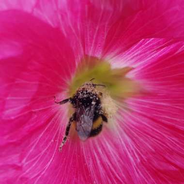 Alcea rosea  syn. Althaea rosea