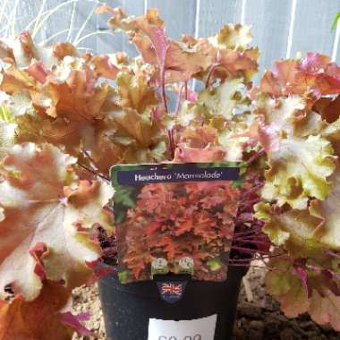 Heuchera 'Marmalade'