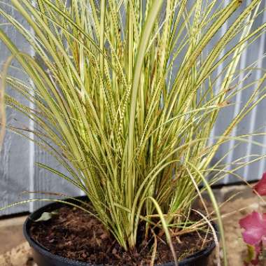 Carex brunnea 'Jenneke'