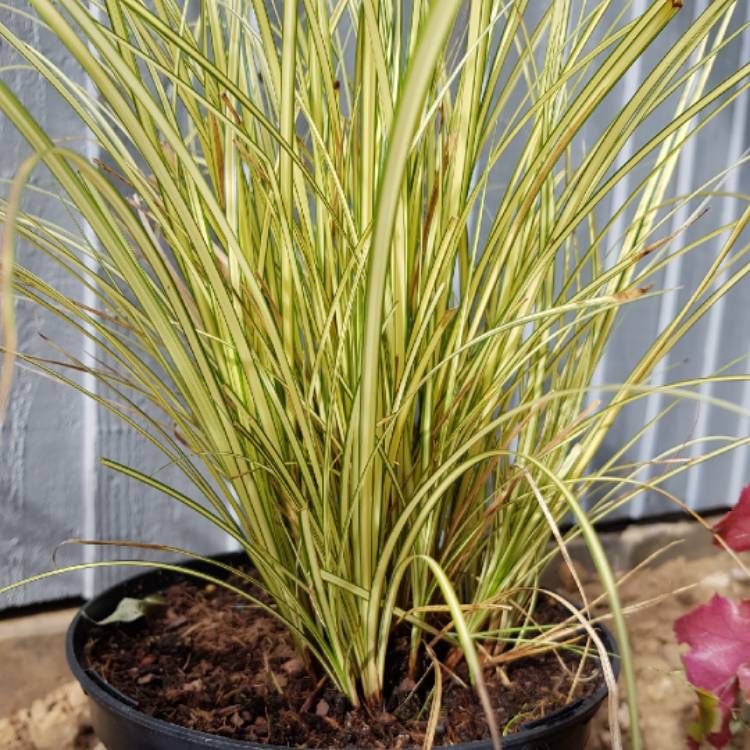 Plant image Carex brunnea 'Jenneke'