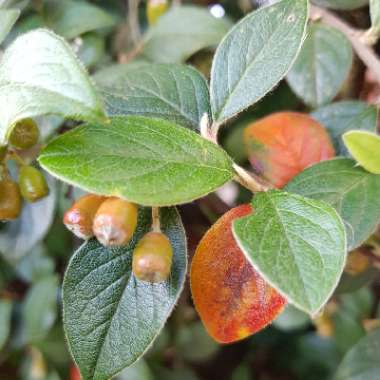 Cotoneaster