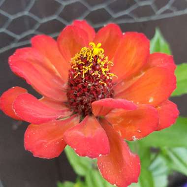 Zinnia elegans