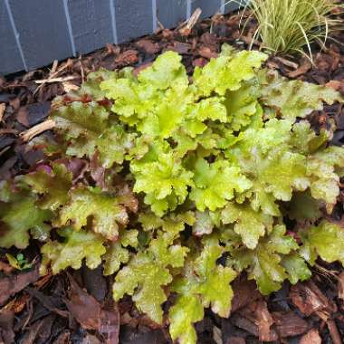 Heuchera 'Marmalade'