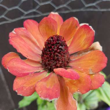 Zinnia elegans