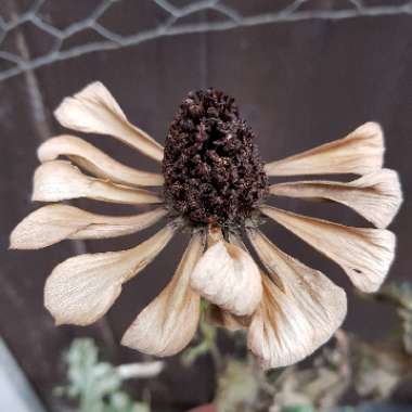 Zinnia elegans