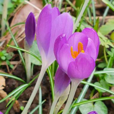 Crocus