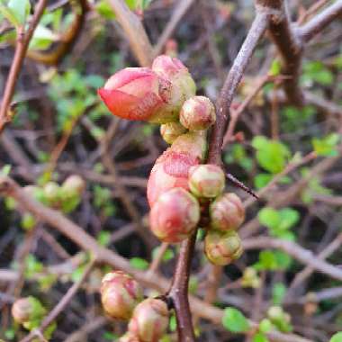 Chaenomeles japonica