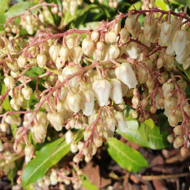 Pieris 'Forest Flame' syn. Pieris floribunda 'Forest Flame'