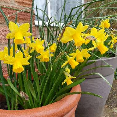 Narcissus 'Tête-à-Tête'