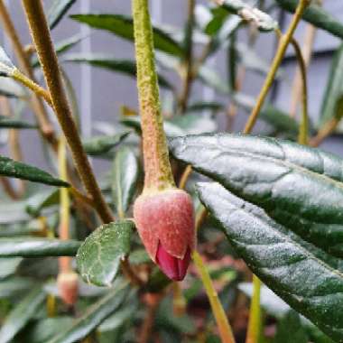 Crinodendron hookerianum syn. Tricuspidaria hookerianum