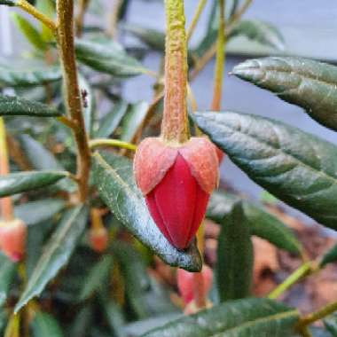 Crinodendron hookerianum syn. Tricuspidaria hookerianum