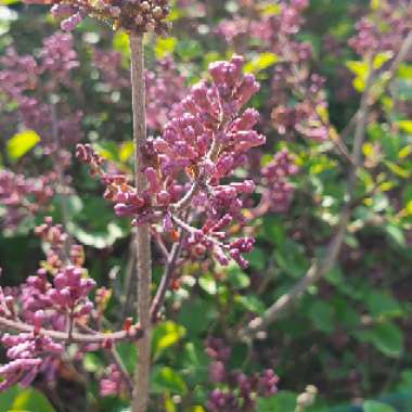 Syringa meyeri 'Palibin' syn. Syringa palibiniana