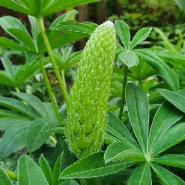 Lupinus