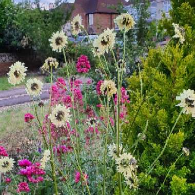 Scabiosa caucasica