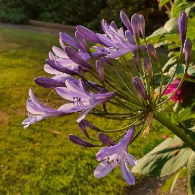 Agapanthus