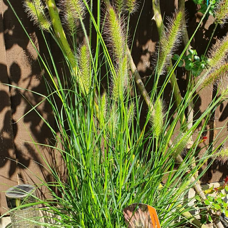 Plant image Pennisetum alopecuroides