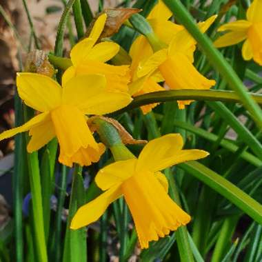 Narcissus 'Tête-à-Tête'