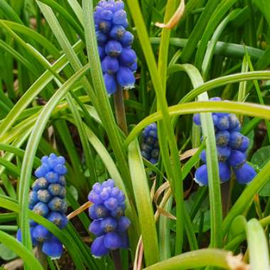 Muscari latifolium