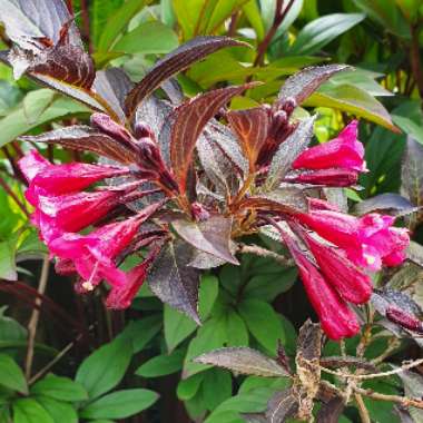 Weigela florida 'Alexandra' syn. Weigela florida 'Wine and Roses'