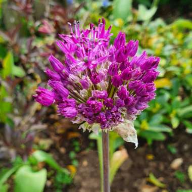 Allium sphaerocephalon