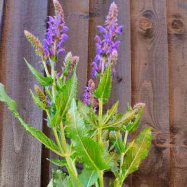 Salvia x sylvestris 'Mainacht' syn. Salvia x sylvestris 'May Night'