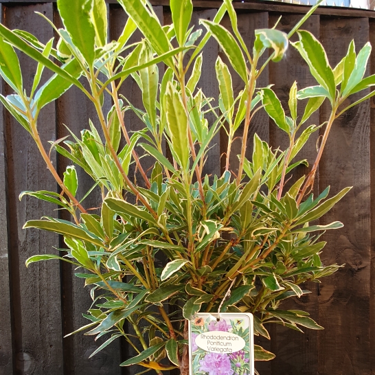 Plant image Rhododendron Ponticum Variegatum