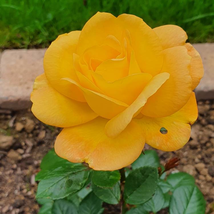 Plant image Rosa 'Yellow Abundance'