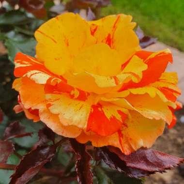 Rosa 'Oranges And Lemons'