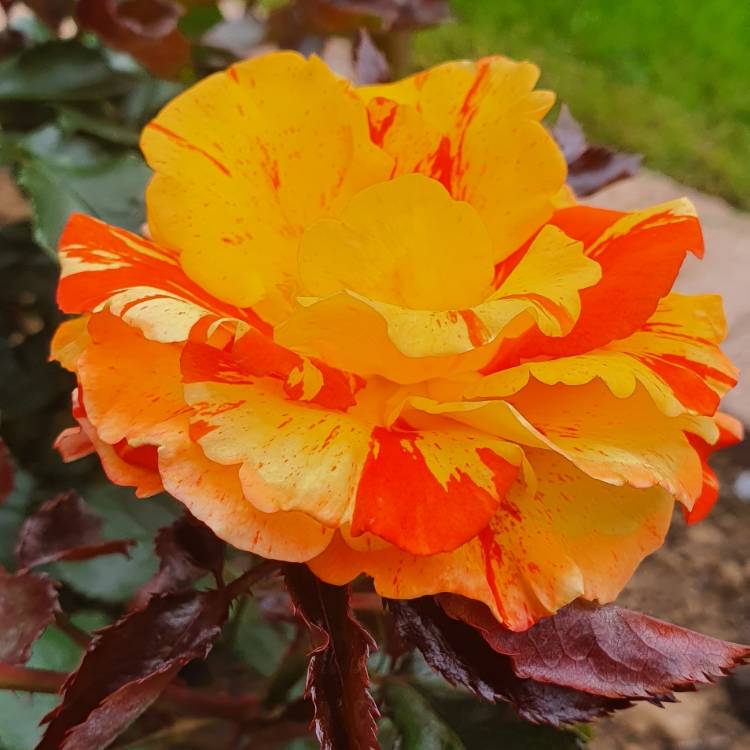 Plant image Rosa 'Oranges And Lemons'