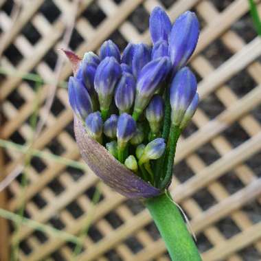 Agapanthus