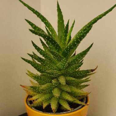 Tulista pumila syn. Haworthia pumila