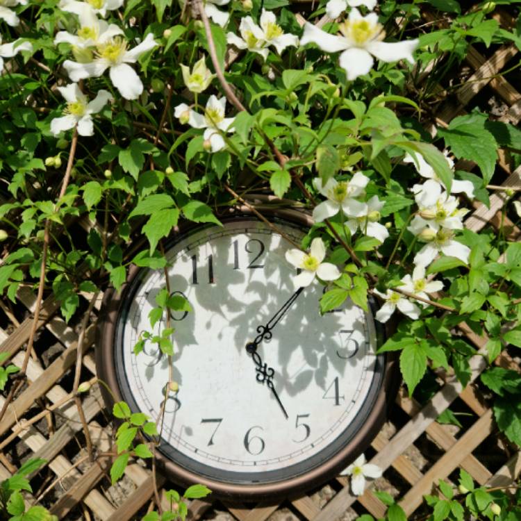 Plant image Clematis montana 'Alba'