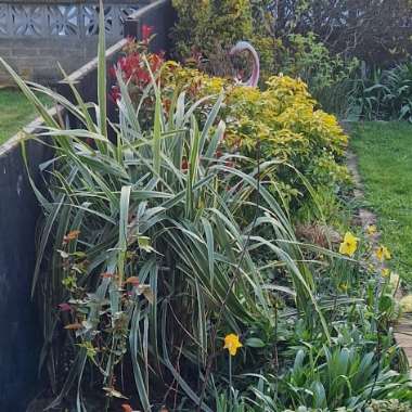 Phormium tenax Variegata