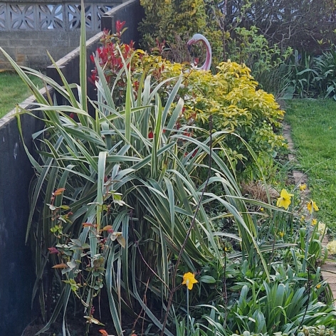 Plant image Phormium tenax Variegata