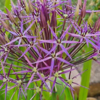 Allium cristophii