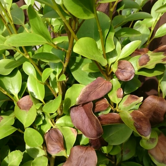 Griselinia littoralis