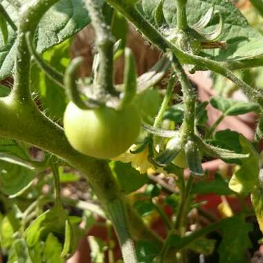 Solanum lycopersicum  syn. Lycopersicon lycopersicum