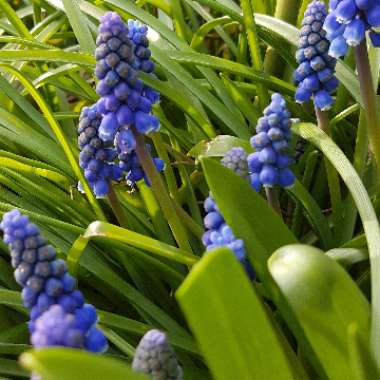 Muscari latifolium