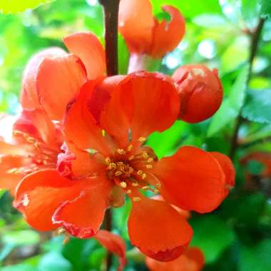 Chaenomeles japonica