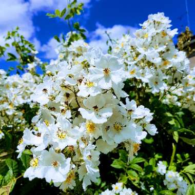 Rosa rugosa 'Alba'