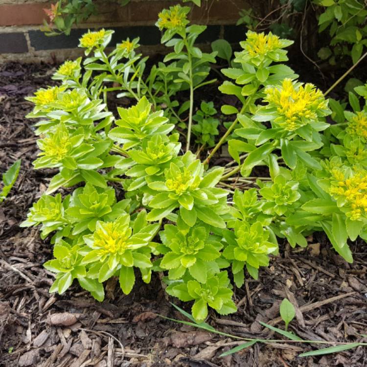 Plant image Sedum Golden Queen